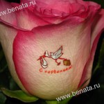 �������� �� �����: tanusha