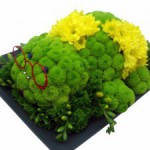 ������� �� ������: ��������� ����� sendflower