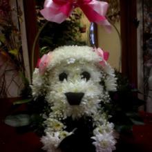 ������, ���������� - fiesta