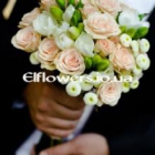 ������ ��������� ���������� elflowers