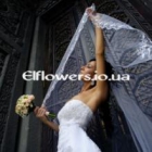 ������ ��������� ���������� elflowers