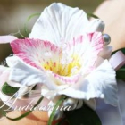 andreanna