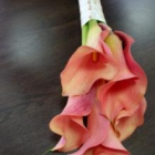 ������ ���������� � ������ flowers for you