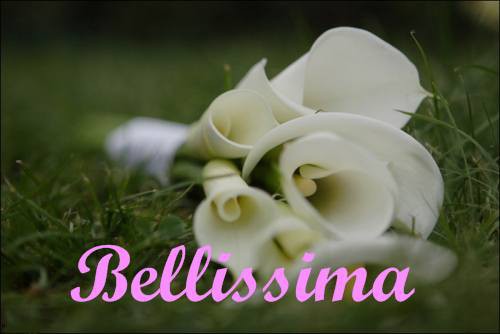 ��������� �������� Bellissima